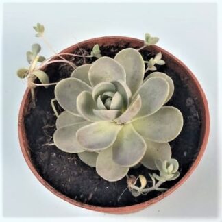 orostachys iwarenge var. boehmeri