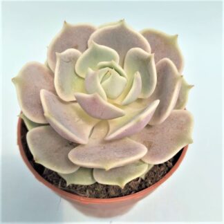 echeveria lola