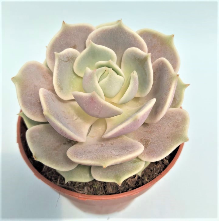 echeveria lola