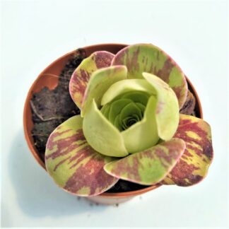 greenovia diplocycla