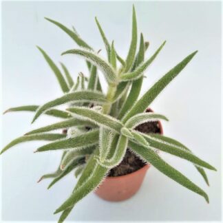 crassula mesembryanthemoides ssp. hispida