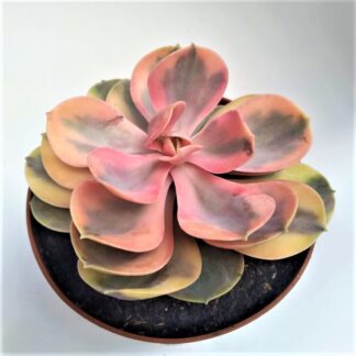 echeveria rainbow