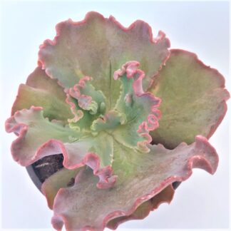echeveria coral reef
