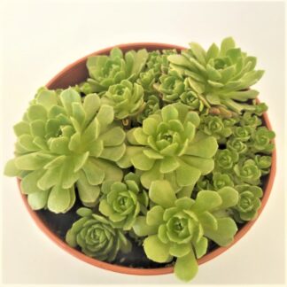 rosularia muratdaghensis