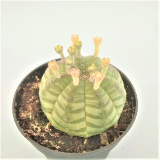 euphorbia obesa