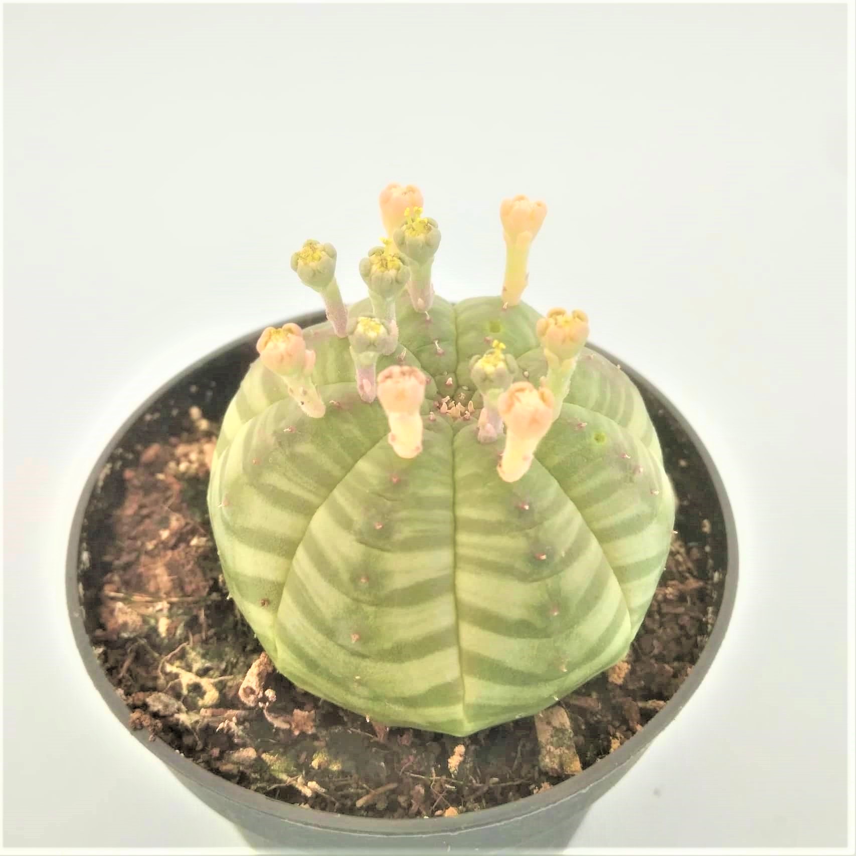 euphorbia obesa