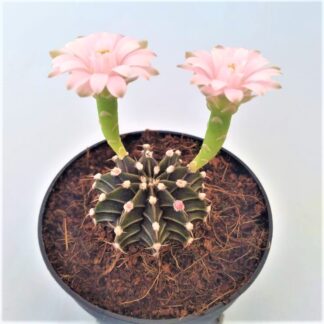gymnocalycium mihanovichii