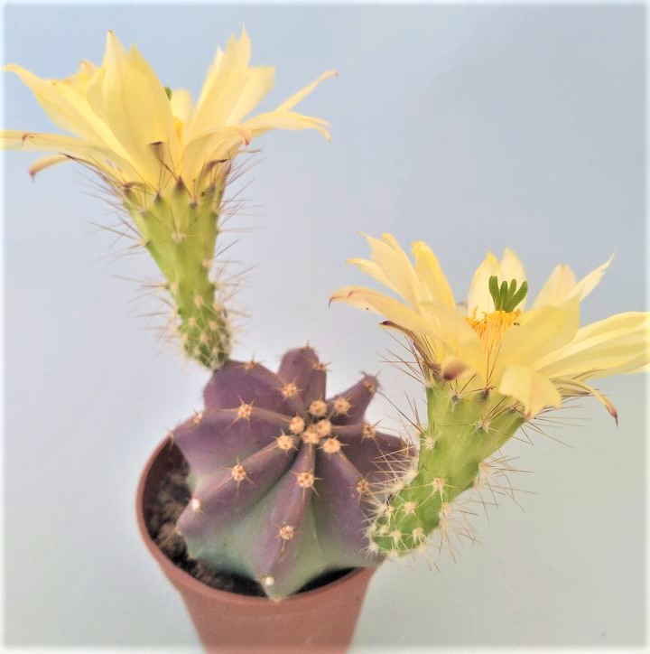 echinocereus subinermis