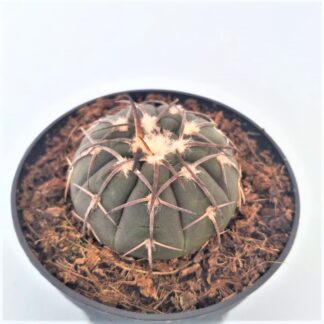 gymnocalycium catamarcense