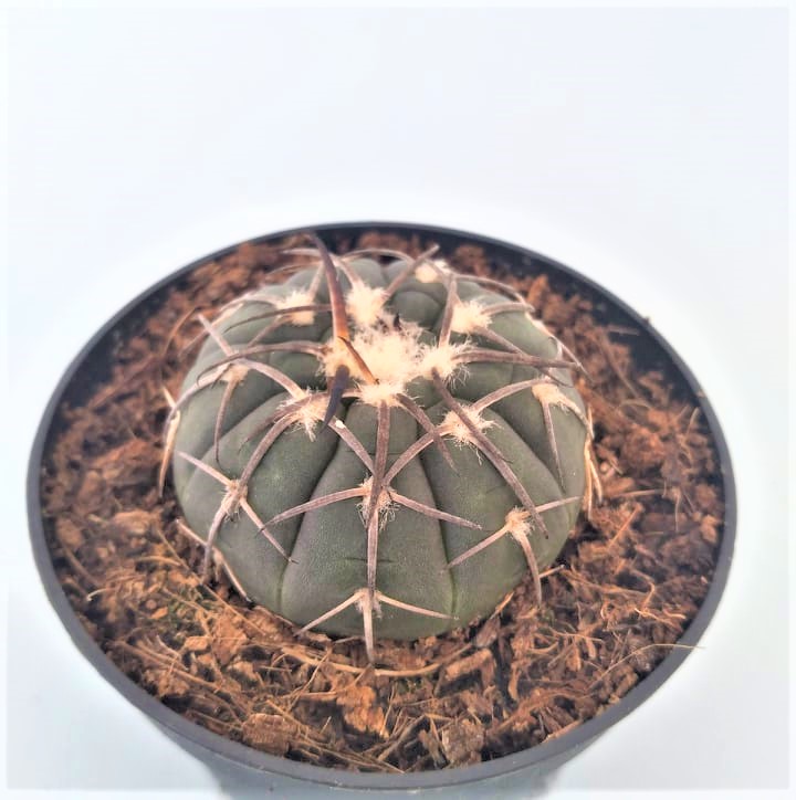 gymnocalycium catamarcense