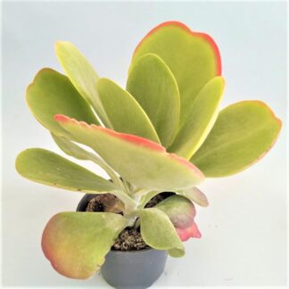 kalanchoe thyrsiflora