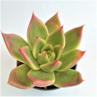 echeveria agavoides mars