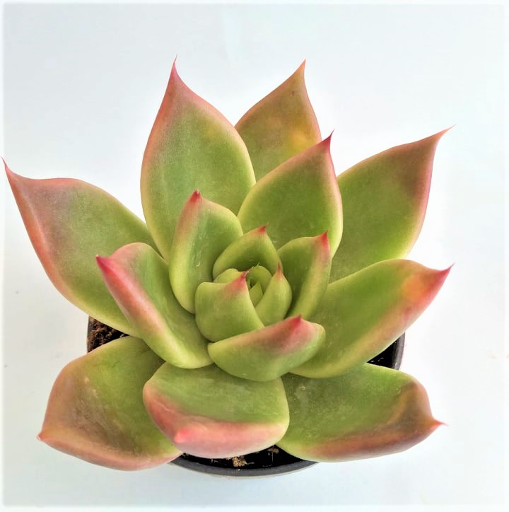 echeveria agavoides mars