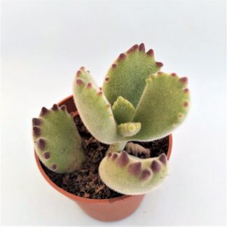 cotyledon tomentosa o garrita de oso