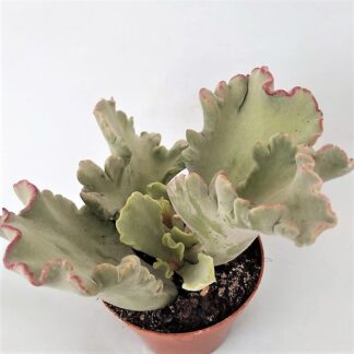 cotyledon coral