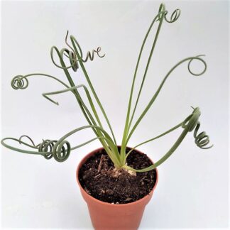 albuca spiralis