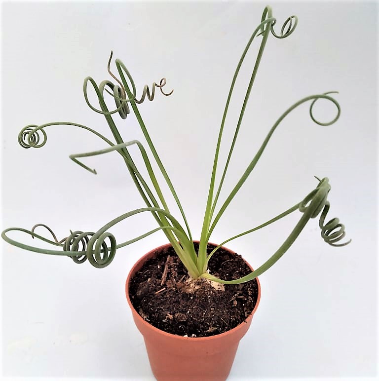 albuca spiralis