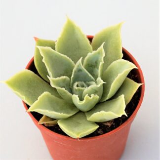 echeveria simulans