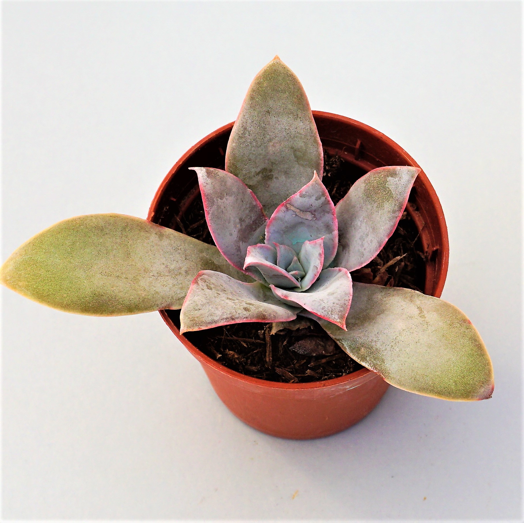 echeveria cante