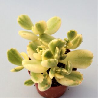 cotyledon tomentosa variegata