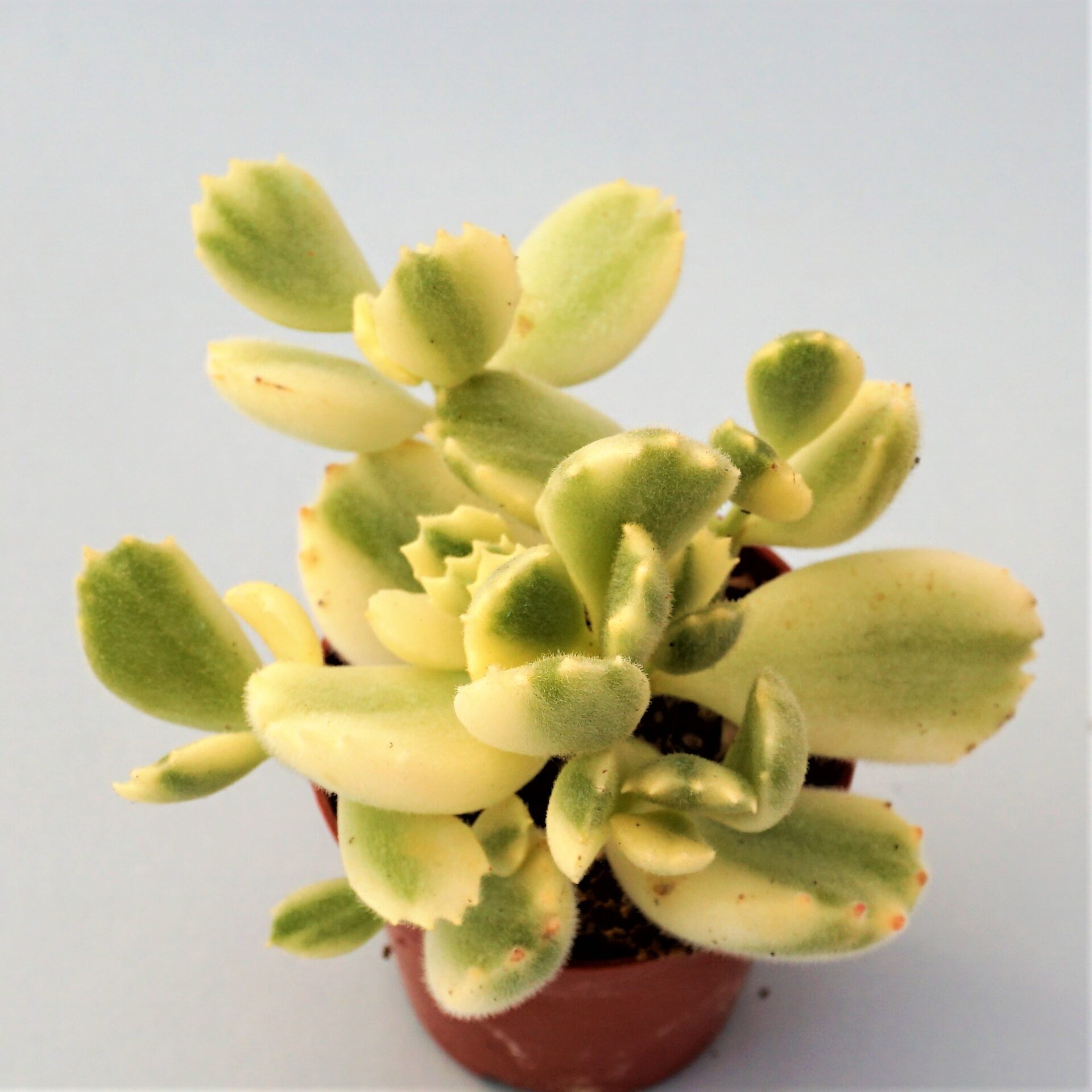 cotyledon tomentosa variegata