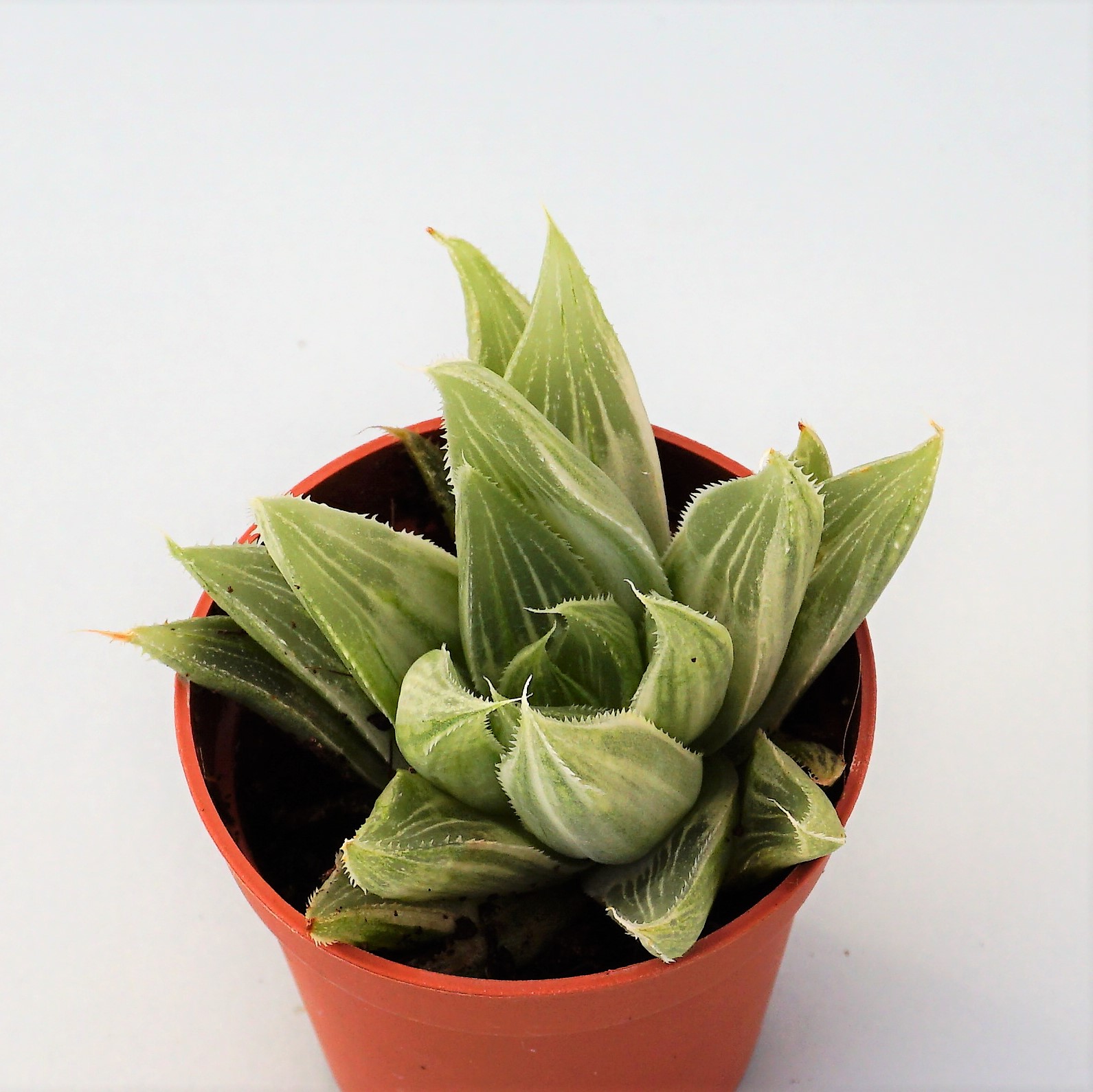 haworthia retusa white ghost