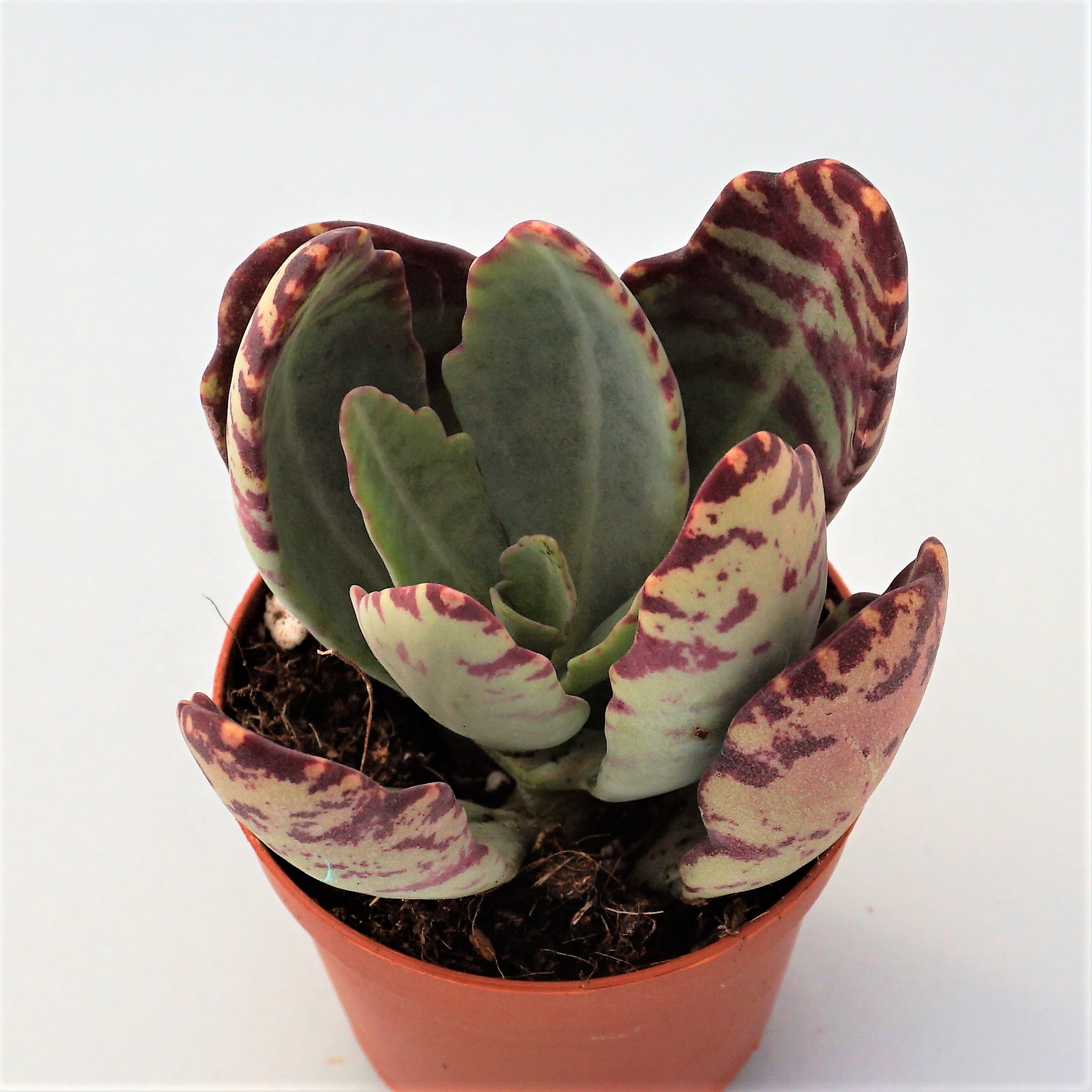 kalanchoe humilis zebra