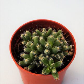 trichodiadema densum