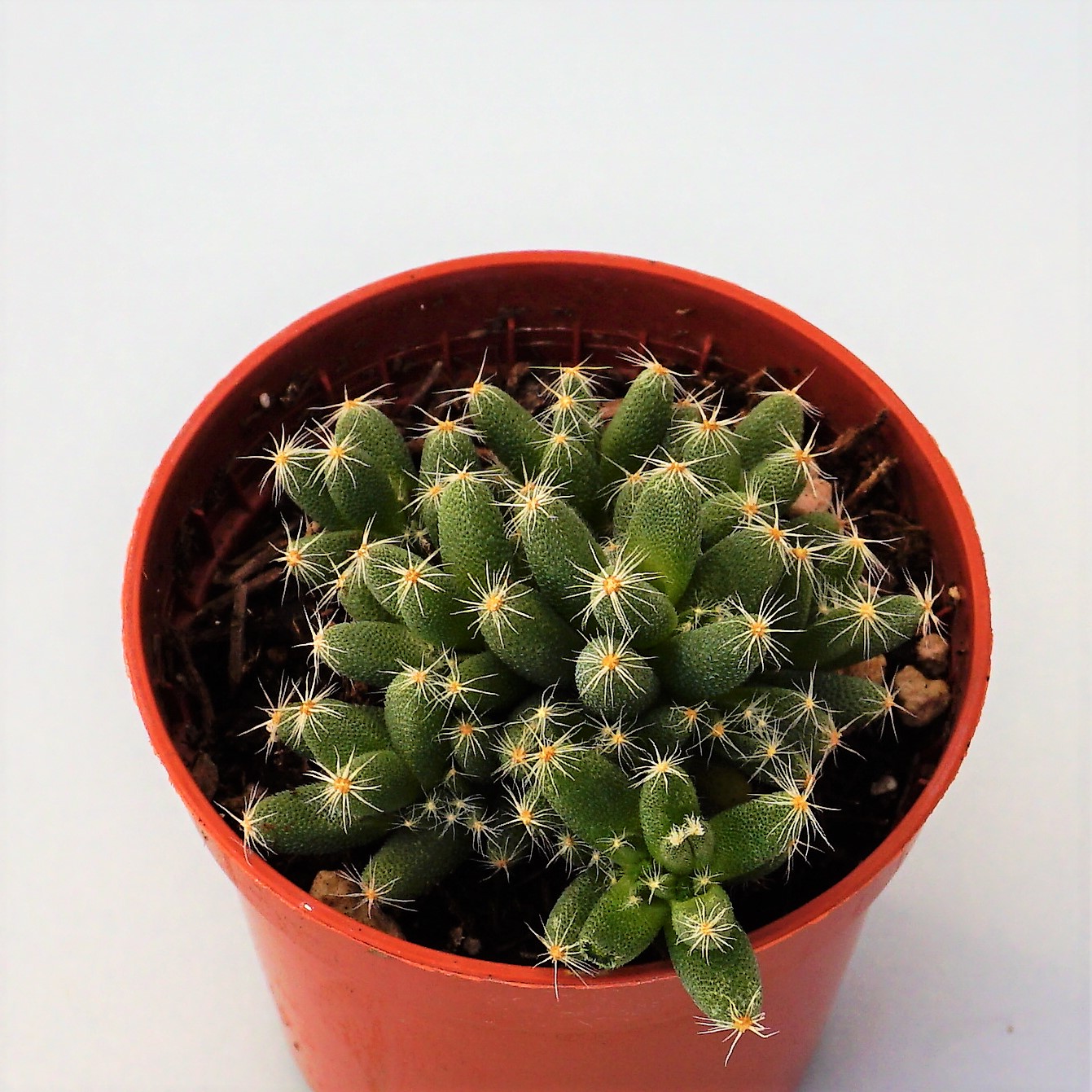 trichodiadema densum