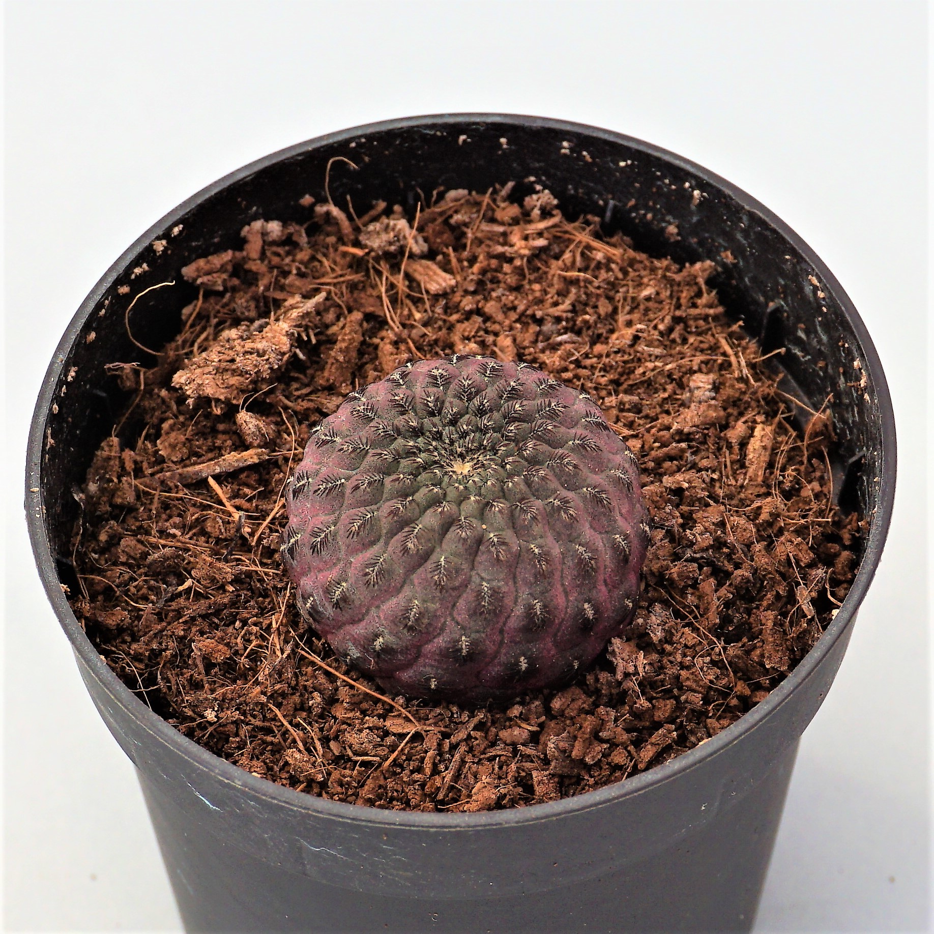 sulcorebutia rauschii purple selection