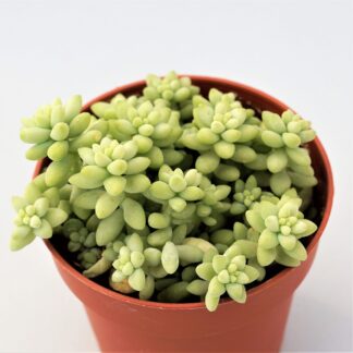 sedum burrito