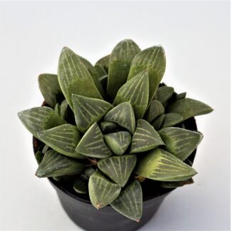 haworthia retusa