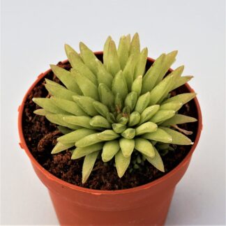 haworthia kikuhigasa