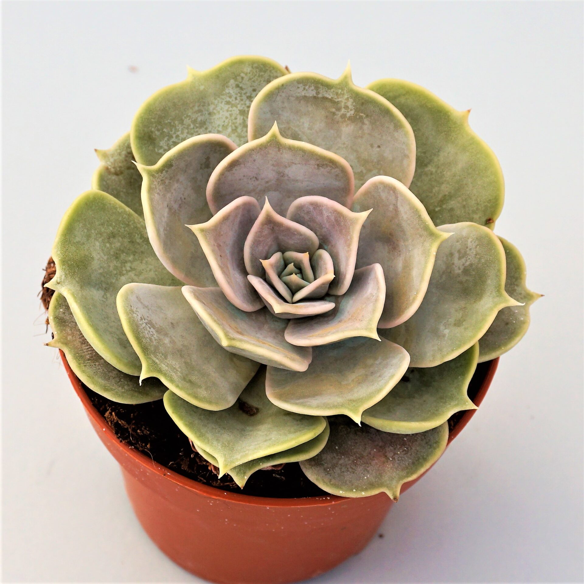 echeveria lilacina