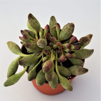 adromischus cristatus indian club