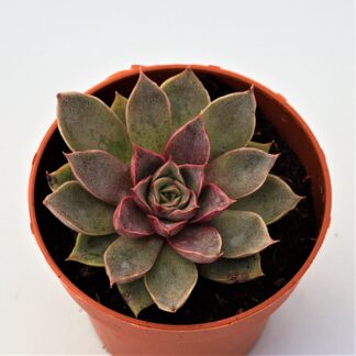 echeveria punita