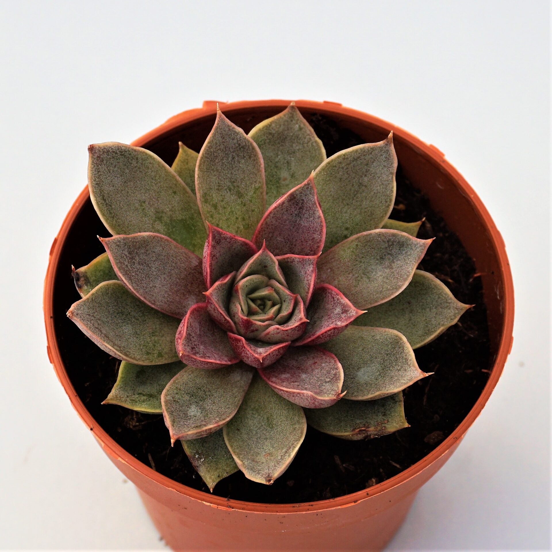 echeveria punita