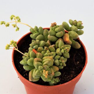 crassula elegans ssp. namibens