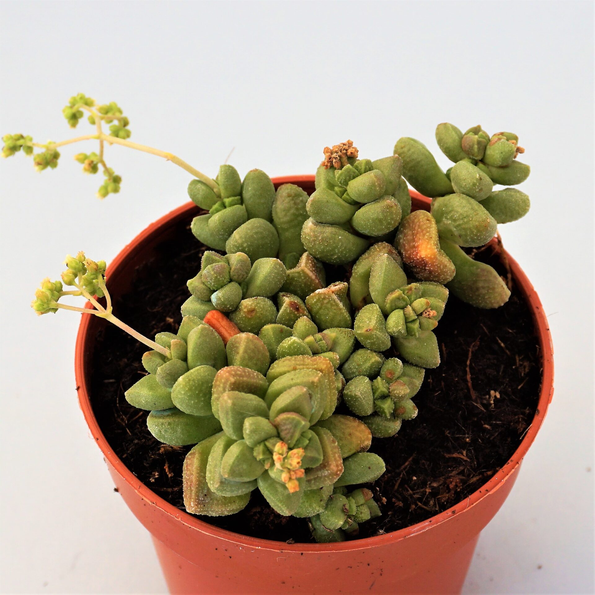 crassula elegans ssp. namibens