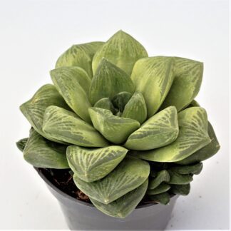 haworthia cymbiformis