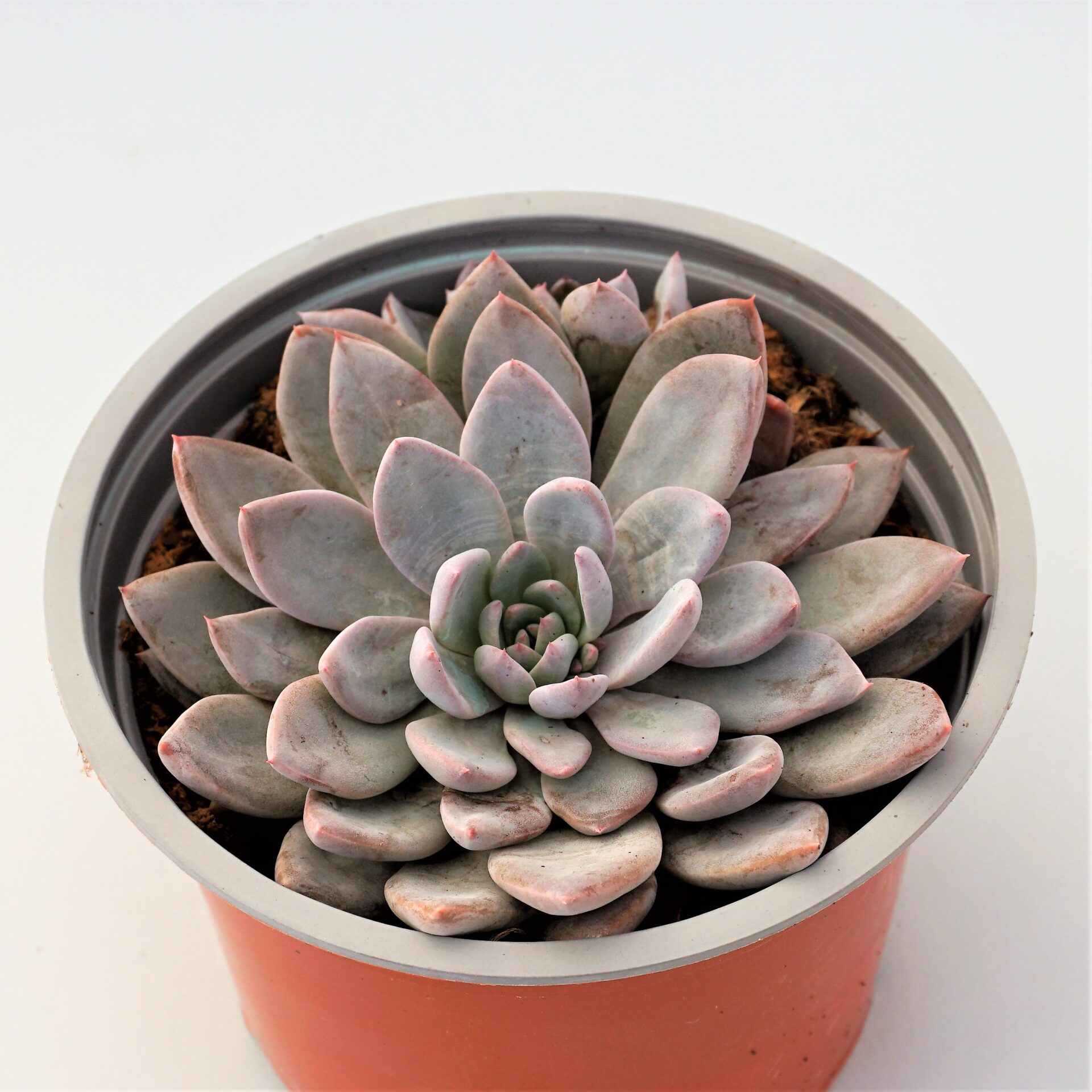 graptoveria lulu
