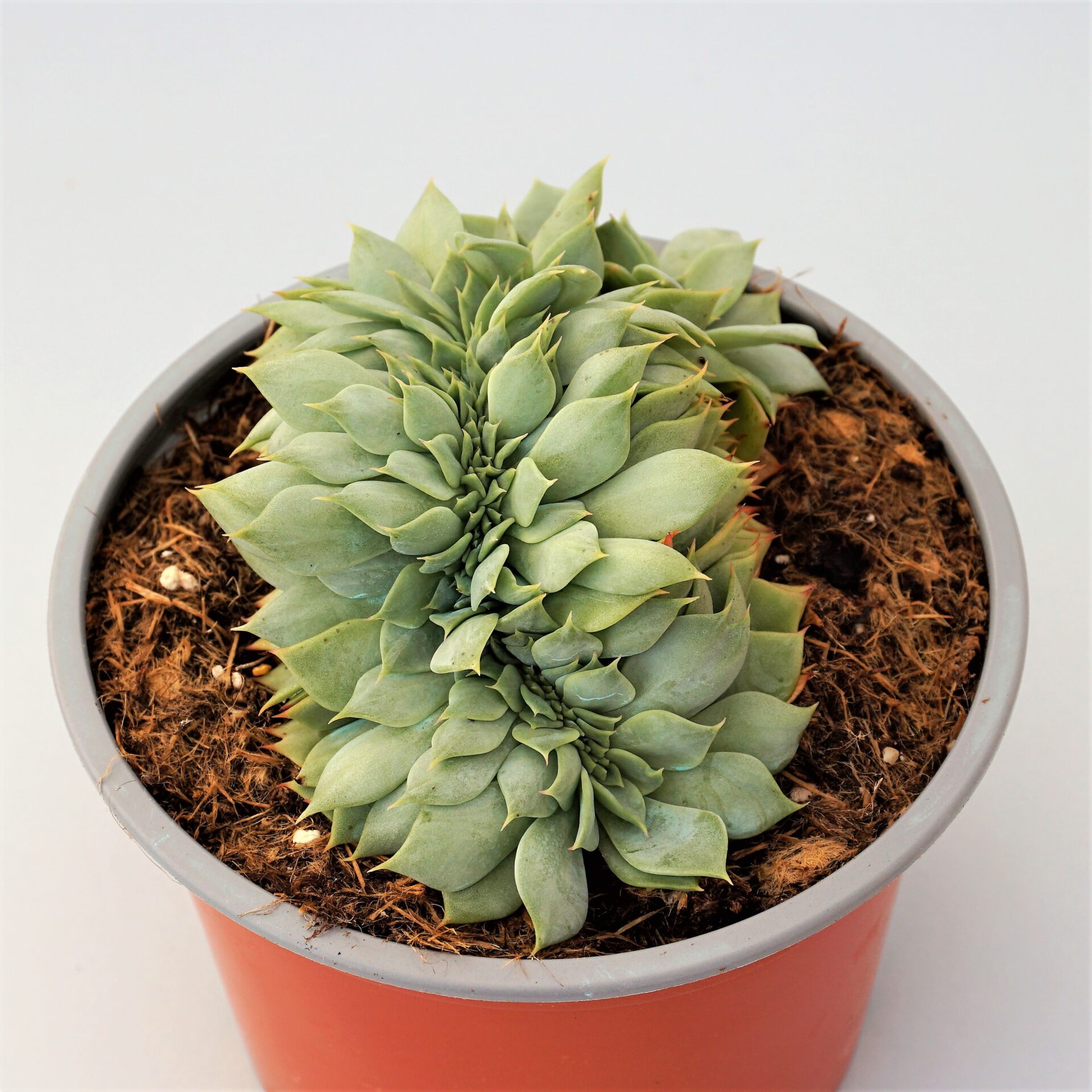echeveria secunda cristata