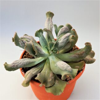 echeveria linguas