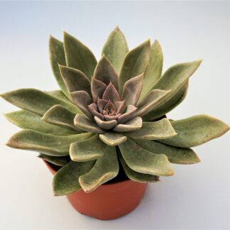 echeveria silver queen