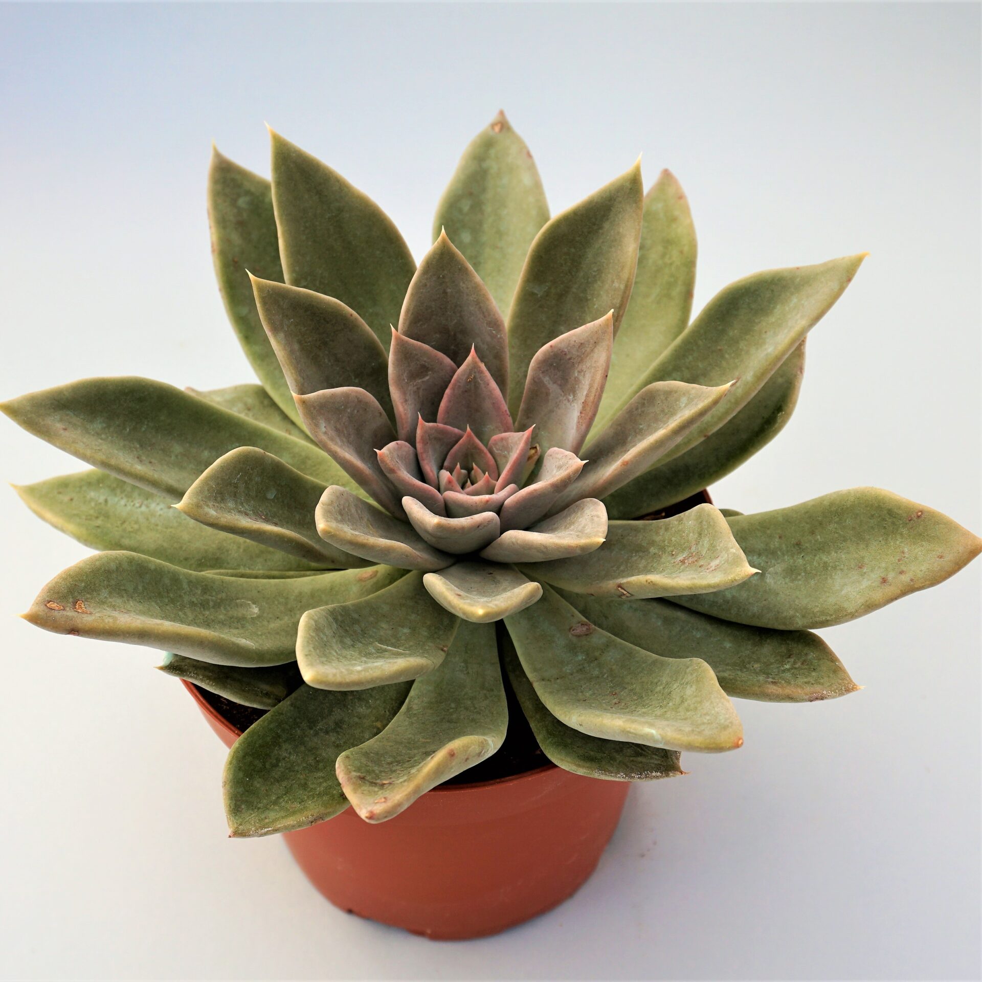 echeveria silver queen