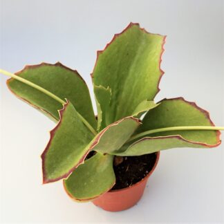 kalanchoe synsepala