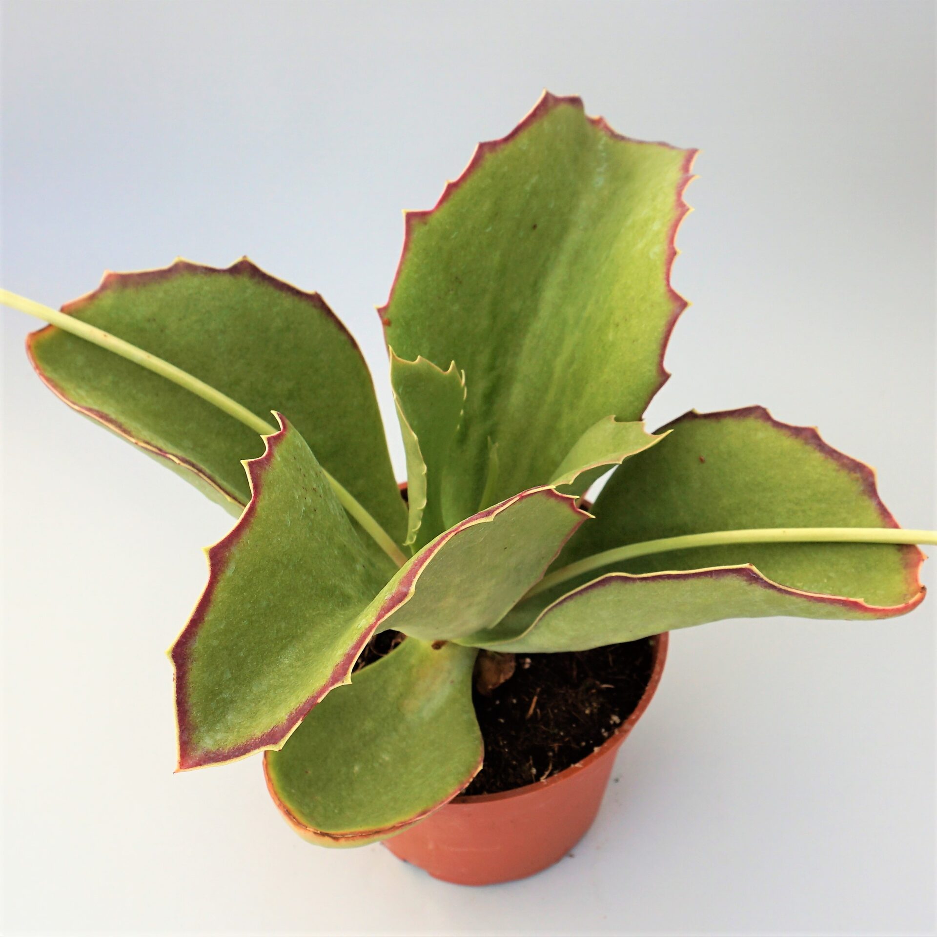 kalanchoe synsepala