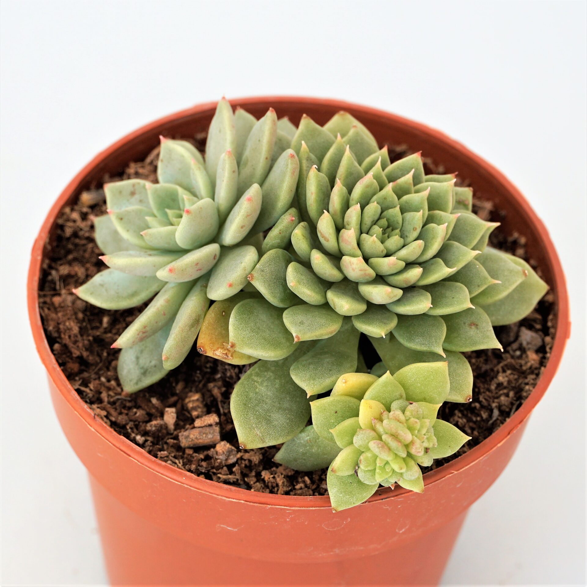 graptoveria margaret reppin