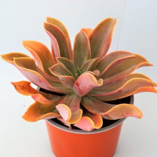 graptoveria fred ives