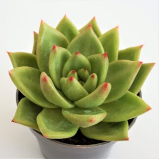 echeveria agavoides lipstick